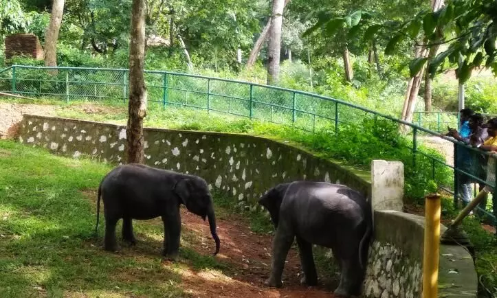 കോട്ടൂർ ആന പുനരധിവാസകേന്ദ്രം മുഖംമിനുക്കുന്നു കോട്ടൂർ ആന പുനരധിവാസകേന്ദ്രം മുഖംമിനുക്കുന്നു