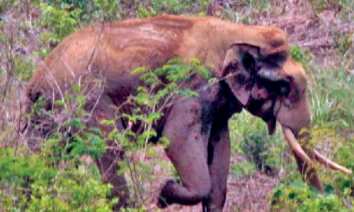 ആറളത്തെ വിറപ്പിച്ച് ഒന്നരക്കൊമ്പ​െൻറ വിളയാട്ടം