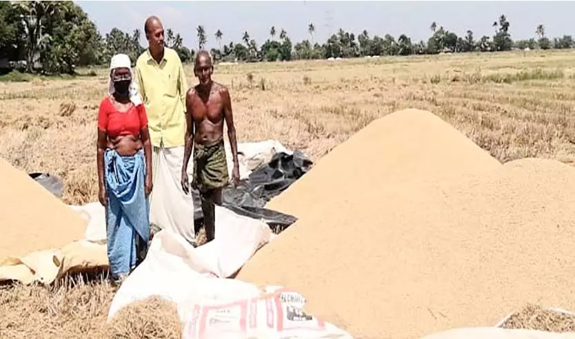 മില്ലുടമകളും ഏജൻറുമാരും തമ്മിൽ ഒത്തുകളി: നെല്ല് എടുക്കുന്നില്ല; കർഷകർ ആശങ്കയിൽ മില്ലുടമകളും ഏജൻറുമാരും തമ്മിൽ ഒത്തുകളി: നെല്ല് എടുക്കുന്നില്ല; കർഷകർ ആശങ്കയിൽ