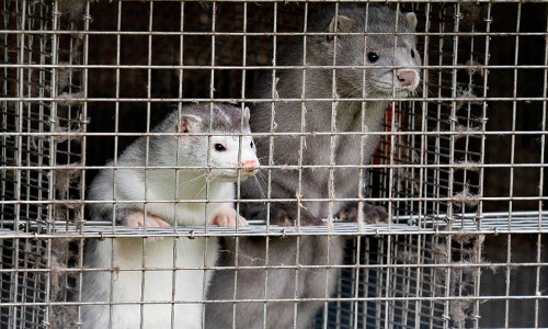 നീര്‍നായകളിലൂടെ ജനിത വ്യതിയാനം സംഭവിച്ച വൈറസ്; ഡെന്‍മാര്‍കില്‍നിന്നുള്ളവര്‍ക്ക് വിലക്കേര്‍പ്പെടുത്തി ബ്രിട്ടന്‍