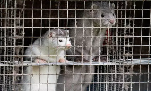 നീര്‍നായകളിലൂടെ ജനിത വ്യതിയാനം സംഭവിച്ച വൈറസ്; ഡെന്‍മാര്‍കില്‍നിന്നുള്ളവര്‍ക്ക് വിലക്കേര്‍പ്പെടുത്തി ബ്രിട്ടന്‍