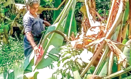 മൈലമ്പാറയിൽ കാട്ടാന കൃഷി നശിപ്പിച്ചു