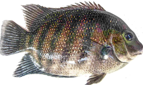 ഓരുജല മത്സ്യങ്ങൾക്കും ഹാച്ചറി വരുന്നു