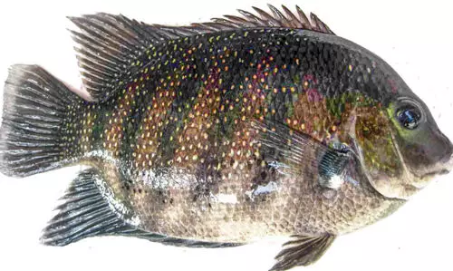 ഓരുജല മത്സ്യങ്ങൾക്കും ഹാച്ചറി വരുന്നു