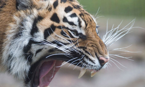 കടുവപ്പേടിയിൽ പാൽച്ചുരം ഗ്രാമം; മുഖംതിരിച്ച് വനപാലകർ
