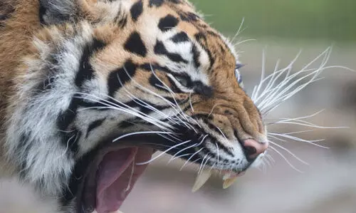 കടുവപ്പേടിയിൽ പാൽച്ചുരം ഗ്രാമം; മുഖംതിരിച്ച് വനപാലകർ