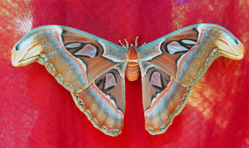 കൗതുകക്കാഴ്ചയായി നാഗശലഭം