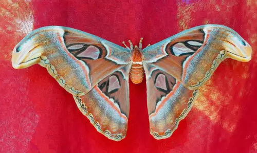 കൗതുകക്കാഴ്ചയായി നാഗശലഭം