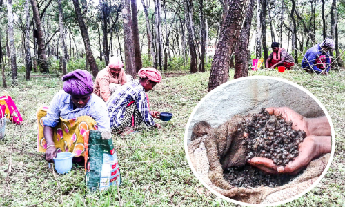 മറയൂര്‍ ചന്ദനവിത്തിന് റെക്കോഡ് വില; ആവശ്യക്കാരും ഏറെ