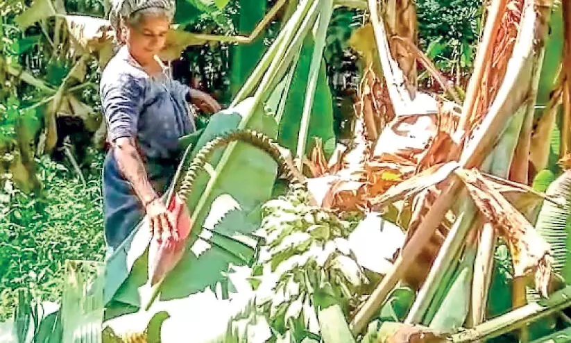 മൈലമ്പാറയിൽ കാട്ടാന കൃഷി നശിപ്പിച്ചു