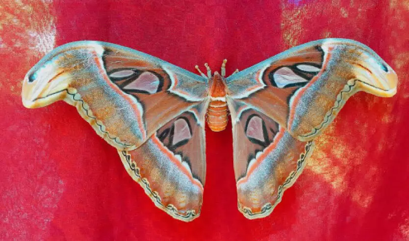 കൗതുകക്കാഴ്ചയായി നാഗശലഭം