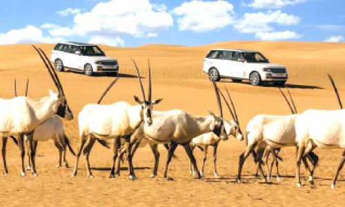 അറേബ്യൻ ഓറിക്‌സുകളുടെ വംശവർധനക്ക് സമഗ്ര പദ്ധതി