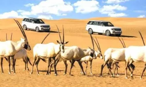 അറേബ്യൻ ഓറിക്‌സുകളുടെ വംശവർധനക്ക് സമഗ്ര പദ്ധതി