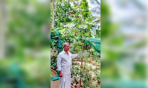 ഉയരത്തിൽ കേമനായി വെണ്ടച്ചെടി