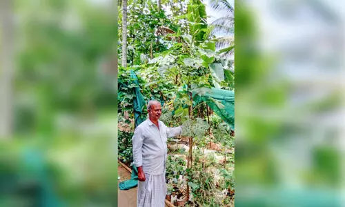 ഉയരത്തിൽ കേമനായി വെണ്ടച്ചെടി