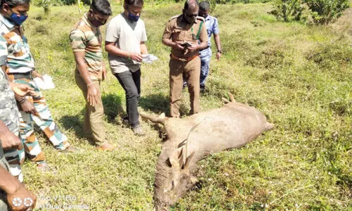 കടമാനിനെ ചത്തനിലയിൽ കണ്ടെത്തി
