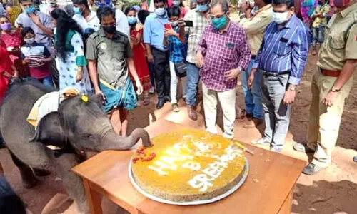 ആനക്കുട്ടിയുടെ പിറന്നാൾ ആഘോഷിച്ചു