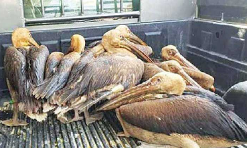 നാച്ചറൽ റിസർവിൽനിന്ന്​ പക്ഷിയെ പിടിച്ചയാൾ അറസ്​റ്റിൽ