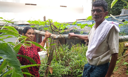 കൃഷിയിടത്തിൽ വിശ്രമമില്ലാതെ തോമാച്ചിയും സൂസണും
