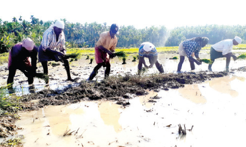 കാടുമൂടിയ ഭൂമിയിൽ നൂറുമേനി വിളകൊയ്യാൻ ആറംഗ സംഘം