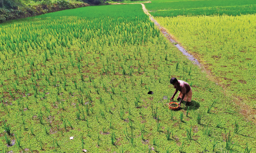 നെല്‍കര്‍ഷകർക്ക്​ തിരിച്ചടിയായി പായല്‍