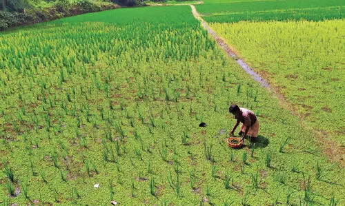 നെല്‍കര്‍ഷകർക്ക്​ തിരിച്ചടിയായി പായല്‍