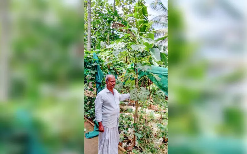 ഉയരത്തിൽ കേമനായി വെണ്ടച്ചെടി