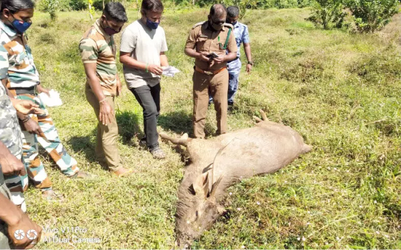 കടമാനിനെ ചത്തനിലയിൽ കണ്ടെത്തി