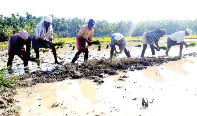 കാടുമൂടിയ ഭൂമിയിൽ നൂറുമേനി വിളകൊയ്യാൻ ആറംഗ സംഘം കാടുമൂടിയ ഭൂമിയിൽ നൂറുമേനി വിളകൊയ്യാൻ ആറംഗ സംഘം
