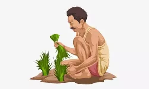 ആ​നു​കൂ​​ല്യ​ങ്ങ​ൾ​ക്ക് വി​ള ഇ​ൻ​ഷു​റ​ൻ​സ്  നി​ർ​ബ​ന്ധം: പാട്ട കർഷകർക്ക് തിരിച്ചടി