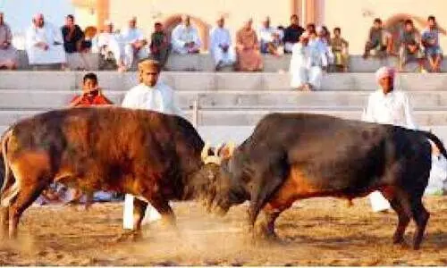 ഒ​മാ​നി​ൽ കാ​ള​പ്പോ​രി​ന്​ നി​രോ​ധ​നം