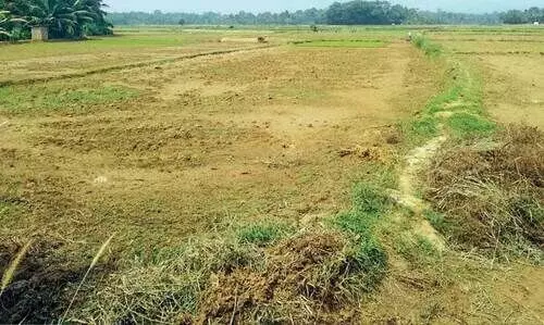 രണ്ടാം വിള കൃഷിയിറക്കാൻ വെള്ളമില്ല; മലമ്പുഴ കനാൽ വെള്ളം വിടണമെന്നാവശ്യം