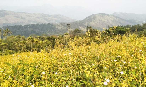 മഞ്ഞപ്പൂക്കളുടെ വസന്തം ഒരുക്കി മലയെണ്ണാമല
