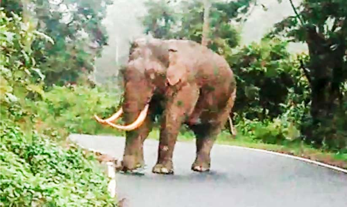 രോഗിയുമായി പോയ ആംബുലന്‍സ് കാട്ടാനക്ക് മുന്നിൽപെട്ടത് മുക്കാല്‍ മണിക്കൂര്‍