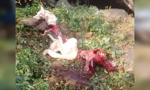 വഞ്ചിയത്ത് വളർത്തുനായെ അജ്ഞാത ജീവി കടിച്ചുകൊന്നു; പുലിയിറങ്ങിയെന്ന് നാട്ടുകാർ