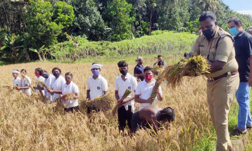 നെല്‍കൃഷിയില്‍ നൂറുമേനി കൊയ്ത് സ്​റ്റുഡൻറ്​ പൊലീസ് കാഡറ്റുകള്‍