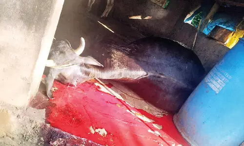 കടുവ പശുവിനെ കൊന്നു; ഭീതിയൊഴിയാതെ പുളിമൂട് ഗ്രാമം