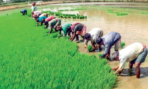 അന്തർസംസ്​ഥാന തൊഴിലാളികളെത്തി; വയലുകൾ ഉണർന്നു