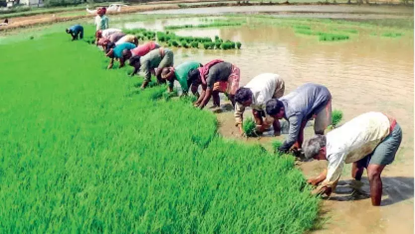 അന്തർസംസ്​ഥാന തൊഴിലാളികളെത്തി; വയലുകൾ ഉണർന്നു
