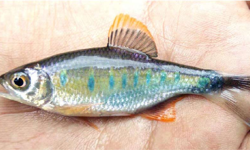 വെളിഞ്ഞിൽ മത്സ്യ കുടുംബത്തിലേക്ക് ഒരു അതിഥികൂടി