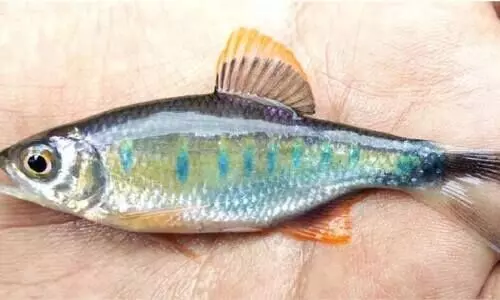 വെളിഞ്ഞിൽ മത്സ്യ കുടുംബത്തിലേക്ക് ഒരു അതിഥികൂടി