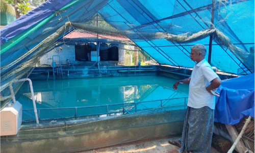 ഫിഷ്​ ടാങ്കിൽ വിഷംകലക്കി; ചത്തുപൊങ്ങിയത് 20,000 മീനുകൾ