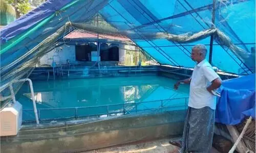 ഫിഷ്​ ടാങ്കിൽ വിഷംകലക്കി; ചത്തുപൊങ്ങിയത് 20,000 മീനുകൾ