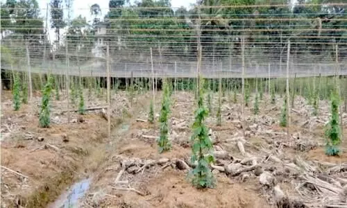 കൈക്കുന്ന കാലത്തെ മറികടക്കാൻ പ്രതീക്ഷയോടെ ഹൈറേഞ്ചിലെ പാവൽ കർഷകർ