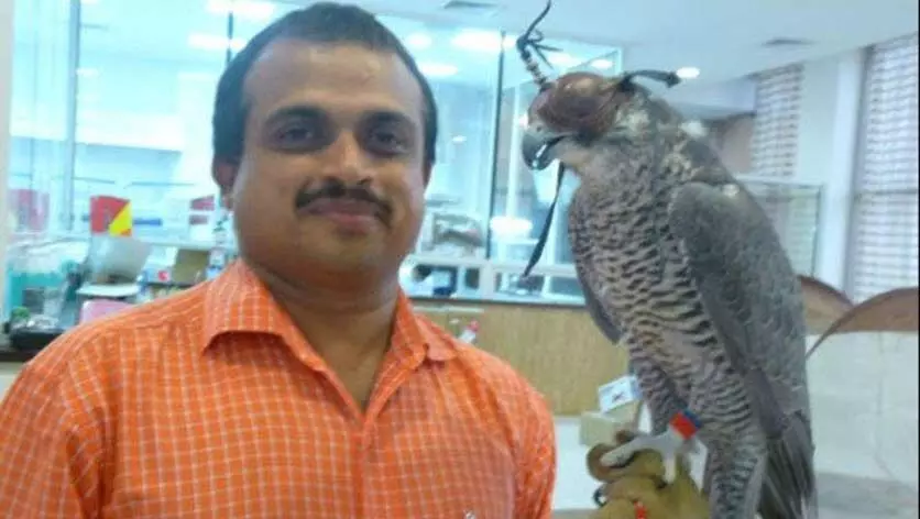 ഫാൽക്കൺ ആവേശം, അഭിനിവേശം ഫാൽക്കൺ ആവേശം, അഭിനിവേശം