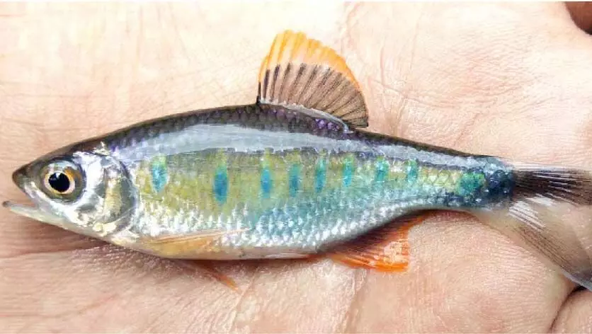 വെളിഞ്ഞിൽ മത്സ്യ കുടുംബത്തിലേക്ക് ഒരു അതിഥികൂടി