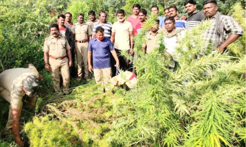 വനമേഖലക്ക് സമീപം കഞ്ചാവുകൃഷി; 150 ചെടി നശിപ്പിച്ചു വനമേഖലക്ക് സമീപം കഞ്ചാവുകൃഷി; 150 ചെടി നശിപ്പിച്ചു