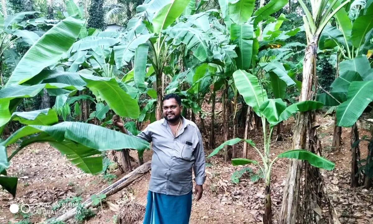 സമ്മിശ്ര കൃഷിയിലൂടെ ജീവിതവിജയം; ഇത് ബിജുവിന്‍റെ മാതൃക