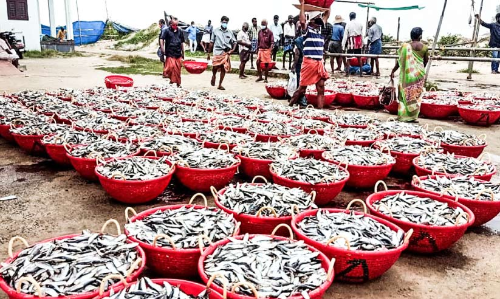 ആവശ്യത്തിന് മീൻ കിട്ടുന്നില്ല; വലയിറക്കാതെ മത്സ്യത്തൊഴിലാളികൾ ആവശ്യത്തിന് മീൻ കിട്ടുന്നില്ല; വലയിറക്കാതെ മത്സ്യത്തൊഴിലാളികൾ