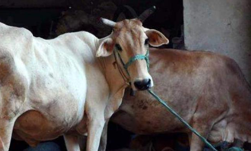 പടക്കം കടിച്ച് പശുവിന് പരിക്ക്; സംഘര്‍ഷാവസ്ഥയില്‍ രാജസ്ഥാന്‍ ഗ്രാമം